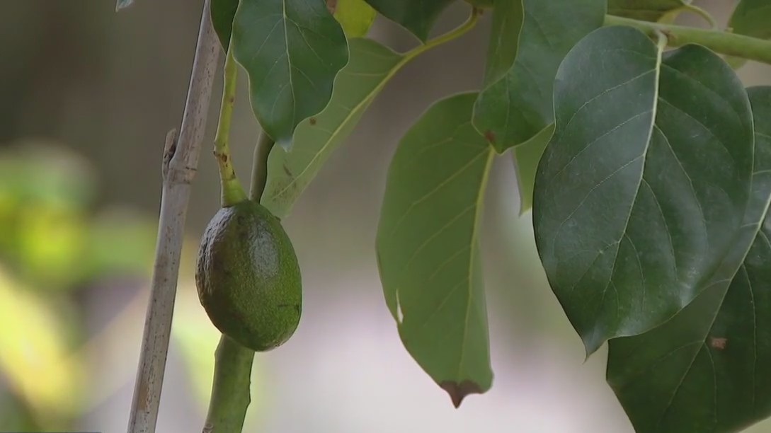 Polk County man determined to grow avocados commercially